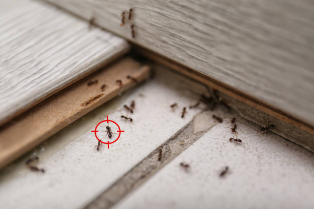 Best Mosquito Control Services  in Roosevelt, UT